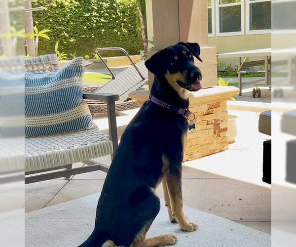 Medium Photo #1 German Shepherd Dog-Unknown Mix Puppy For Sale in San Juan Capistrano, CA, USA