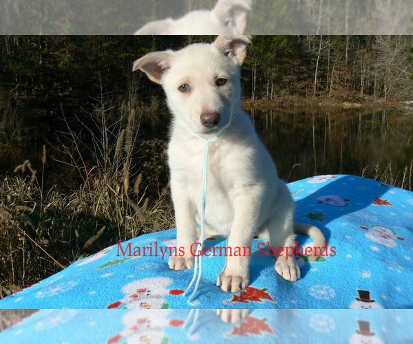 Medium Photo #1 German Shepherd Dog Puppy For Sale in PIEDMONT, MO, USA