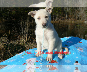 German Shepherd Dog Puppy for Sale in PIEDMONT, Missouri USA