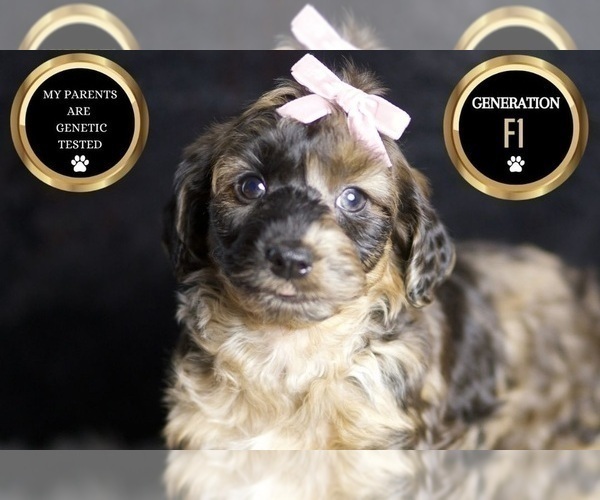 Medium Photo #8 YorkiePoo Puppy For Sale in WARSAW, IN, USA