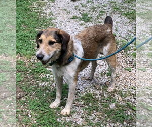 Red Heeler-Unknown Mix Dogs for adoption in Harrison, AR, USA