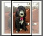 Small Photo #23 Sheepadoodle Puppy For Sale in RIALTO, CA, USA