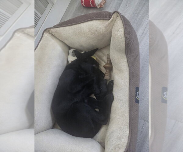 Medium Photo #8 Labrador Retriever-Unknown Mix Puppy For Sale in Lakewood, CO, USA