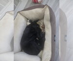 Small #7 Labrador Retriever Mix