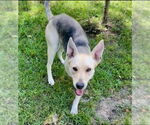 Small #8 German Shepherd Dog Mix