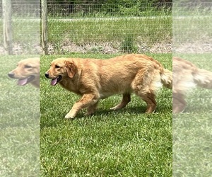 Mother of the Golden Retriever puppies born on 01/30/2026