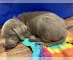 Puppy Purple Labrador Retriever