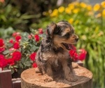 Small Photo #13 Yorkipoo Puppy For Sale in GOSHEN, IN, USA