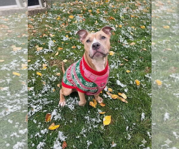 Medium Photo #2 Mutt Puppy For Sale in Evansville, IN, USA