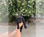 Small Photo #13 Labrador Retriever Puppy For Sale in MARION, SC, USA
