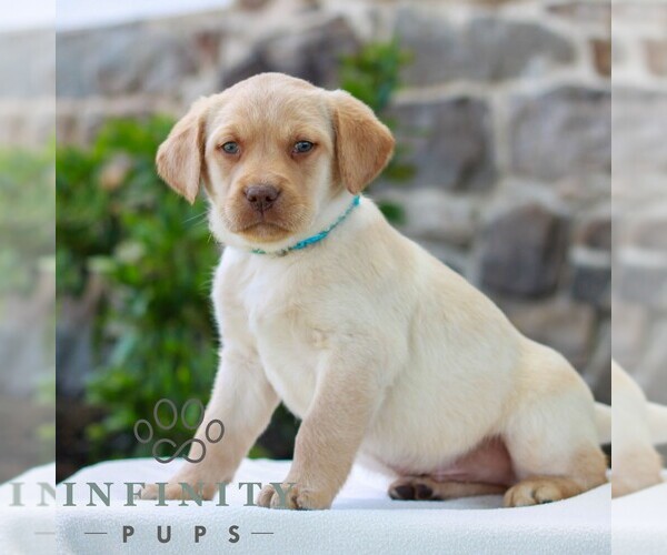 Medium Photo #3 Labrador Retriever Puppy For Sale in MORGANTOWN, PA, USA