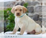 Small #2 Labrador Retriever