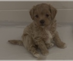 Puppy 1 Maltipoo