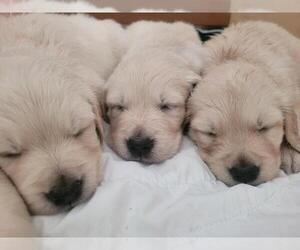 English Cream Golden Retriever Puppy for sale in GRANTS PASS, OR, USA