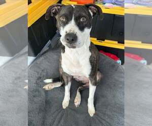 American Pit Bull Terrier-Unknown Mix Dogs for adoption in Holly Springs, NC, USA