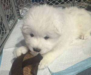Samoyed Puppy for sale in HAYWARD, CA, USA