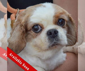 Cavalier King Charles Spaniel Dogs for adoption in Huntley, IL, USA