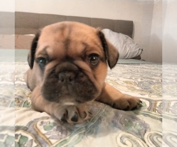 Medium Photo #3 French Bulldog Puppy For Sale in SAINT PETERSBURG, FL, USA