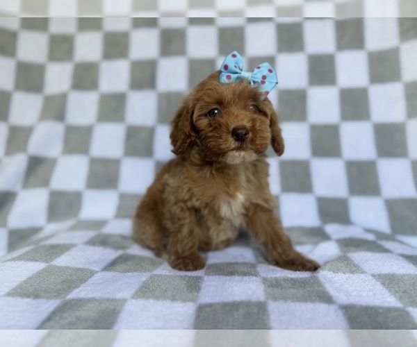 Medium Photo #6 Cockapoo (Miniature) Puppy For Sale in LAKELAND, FL, USA