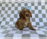 Small #5 Cockapoo (Miniature)
