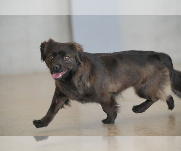 Medium Photo #2 Spaniel-pomeranian spitz Mix Puppy For Sale in Agoura Hills, CA, USA