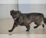 Small #1 Spaniel-pomeranian spitz Mix