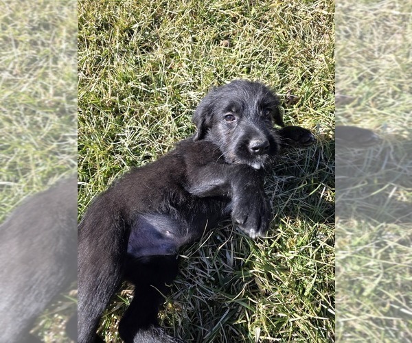 Medium Photo #1 Anatolian Shepherd-Sheepadoodle Mix Puppy For Sale in ALEXANDER, NC, USA