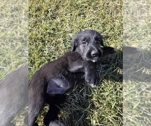 Medium Anatolian Shepherd-Sheepadoodle Mix