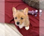 Small #2 Pembroke Welsh Corgi