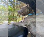 Small #4 American Pit Bull Terrier