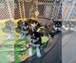 Alaskan Klee Kai-Siberian Husky Mix Litter for sale in STANWOOD, WA, USA