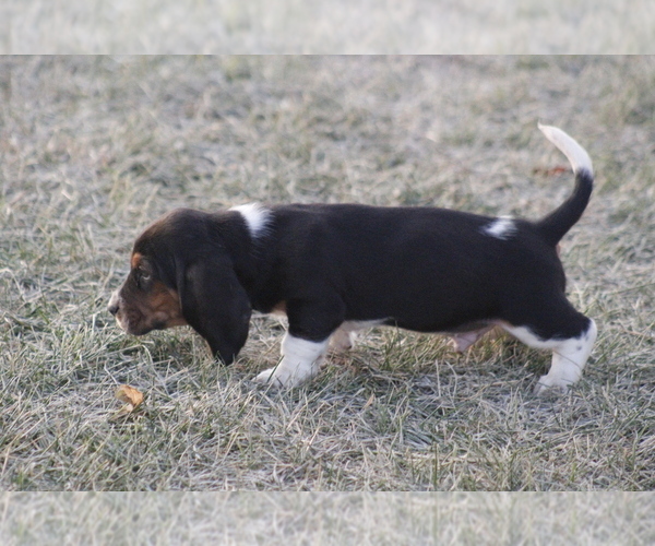 Medium Photo #2 Basset Hound Puppy For Sale in MEMPHIS, MO, USA
