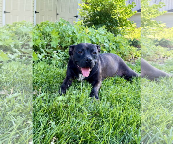 Medium Photo #14 Mutt Puppy For Sale in Doylestown, PA, USA