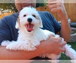 Small Photo #28 Maltipoo Puppy For Sale in BRISTOL, PA, USA