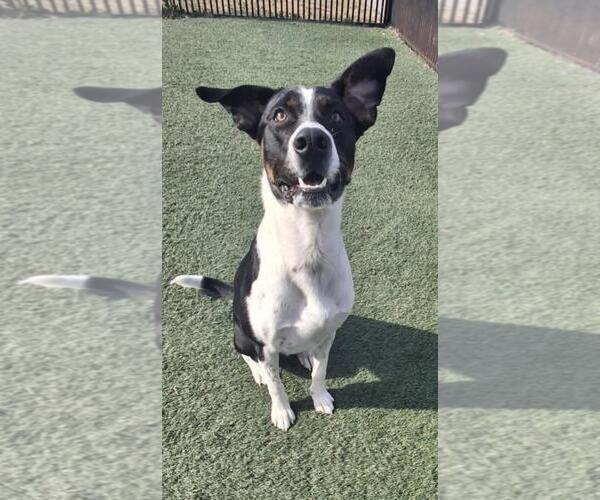 Medium Photo #3 Mutt Puppy For Sale in Rockwall, TX, USA