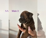 Small #2 Boxer