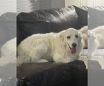 Small Photo #2 Great Pyrenees Puppy For Sale in Denver , CO, USA