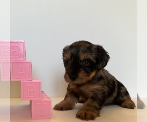 Yorkshire Terrier Puppy for Sale in CHICAGO HEIGHTS, Illinois USA