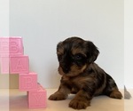 Small Yorkshire Terrier