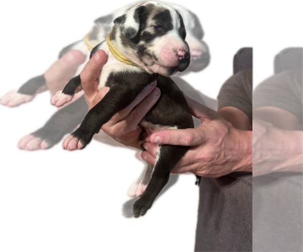 Medium Photo #5 Great Dane Puppy For Sale in WILLIS, TX, USA