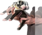 Small #4 Great Dane