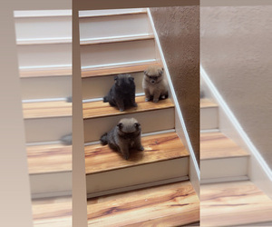 Pomeranian Litter for sale in SACRAMENTO, CA, USA