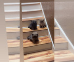 Small Pomeranian