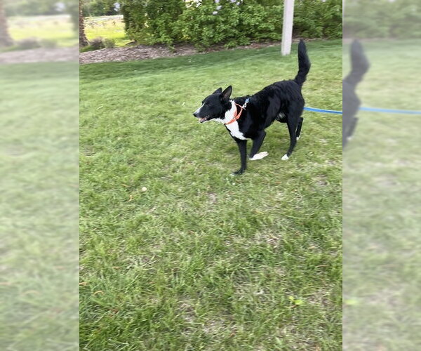 Medium Photo #3 Border Collie Puppy For Sale in Highland, IL, USA