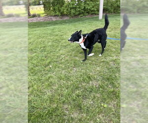 Jesse (a courtesy listing in Northern IL) - Male Border Collie Dog for Adoption - Photo #3