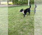 Small #2 Border Collie
