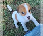 Puppy Woodrow Jack Russell Terrier