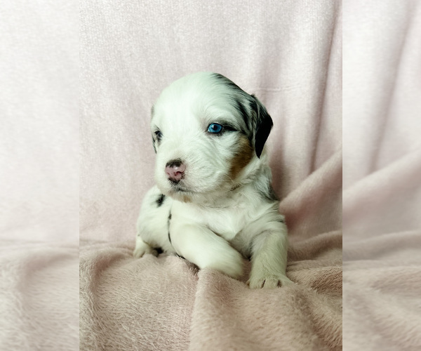 Medium Photo #8 Australian Shepherd-Bernedoodle Mix Puppy For Sale in MELROSE, NY, USA