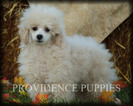 Small Photo #81 Poodle (Miniature) Puppy For Sale in COPPOCK, IA, USA