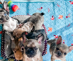 French Bulldog Puppy for sale in GREENEVILLE, TN, USA
